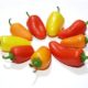Kinds Of Hottest Pepper